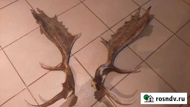 Настоящие рога Американской лани Константиновск - изображение 1