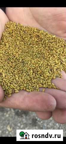 Козлятник Иглино - изображение 1