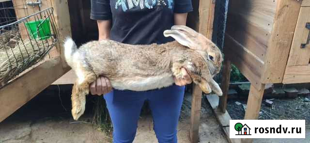 Кролики (великан и бургундские) Кашира - изображение 1