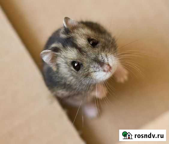 Хомячки джунгарские Новоалтайск - изображение 1