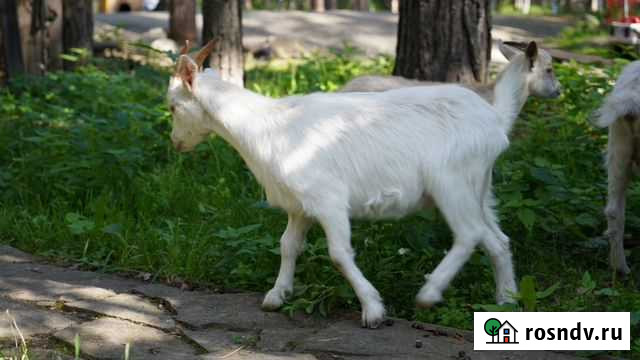 Козлята Екатеринбург - изображение 1