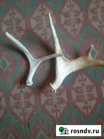 Рога лося Бугульма - изображение 1