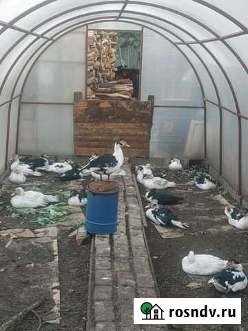 Индоутки Лениногорск - изображение 1