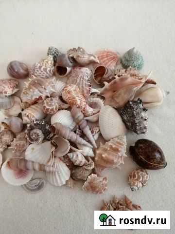 Набор морских ракушек Волгоград - изображение 1