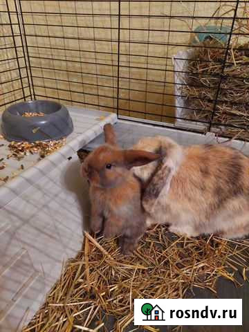 Карликовые крольчата бараны Благовещенск - изображение 1