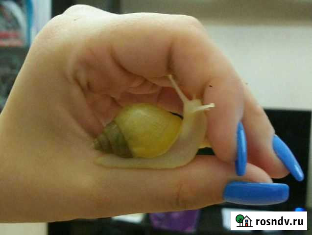 Африканские улитки ахатины Калининград - изображение 1