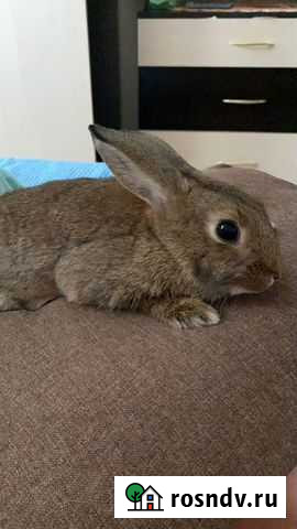 Декоративный кролик Москва - изображение 1