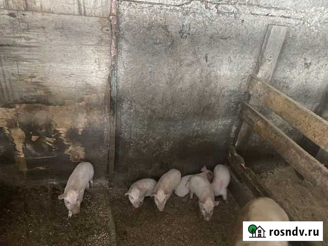 Поросенок ландрас Яшкино - изображение 1