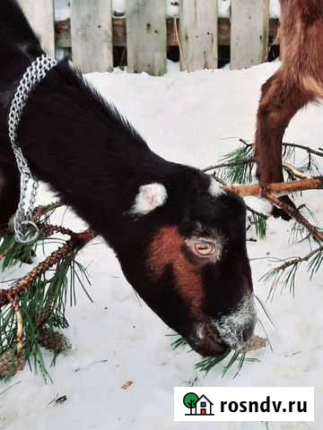 Козы ламанча Санкт-Петербург - изображение 1