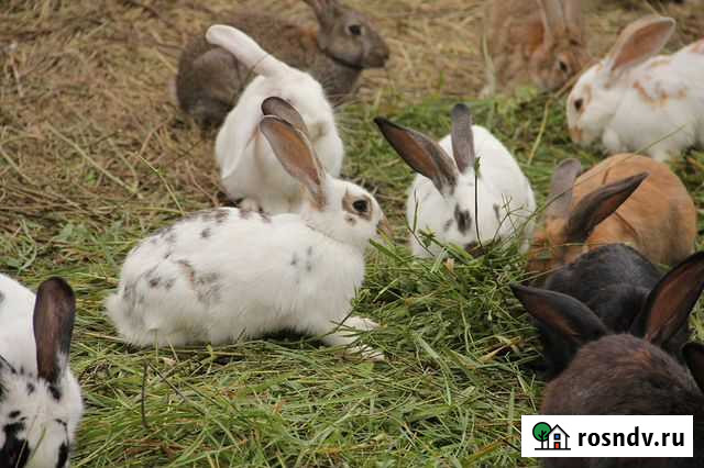 Продам кроликов (мясом и живьём) Миасс - изображение 1