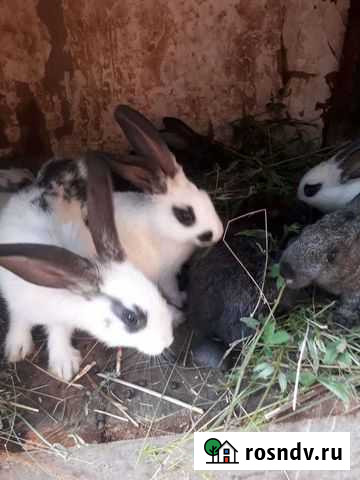 Кролики бабочки Нефтекамск - изображение 1