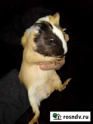 Морские свинки Марьяновка - изображение 1