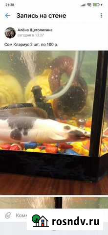 Сом клариус Кыштым - изображение 1