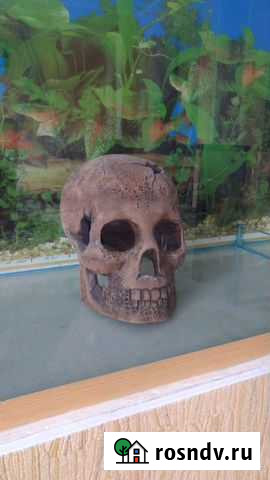 Череп керамический Октябрьский - изображение 1
