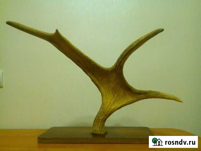 Рога лося Нефтекамск - изображение 1