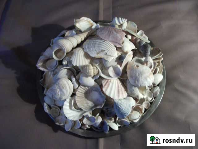Продаю ракушки для аквариума Челябинск - изображение 1