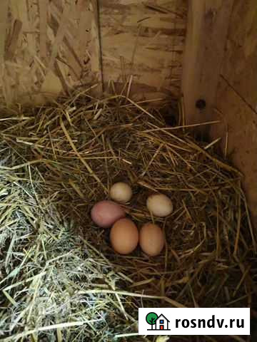 Продукты питания Королев - изображение 1