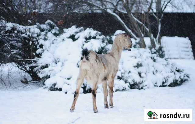 Англо нубийские козы Балашиха - изображение 1