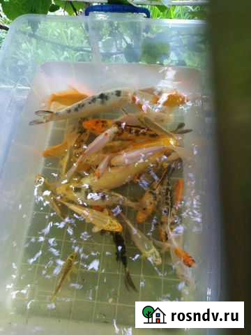 Рыба Ростов-на-Дону - изображение 1