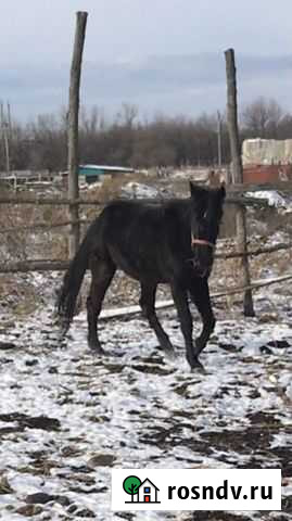 Лошадь Черкесск - изображение 1