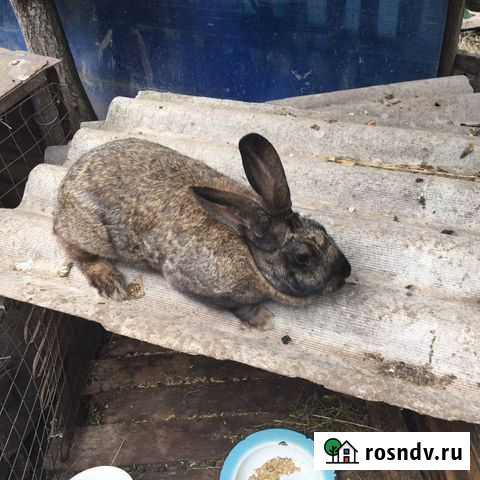 Кролик Елец - изображение 1