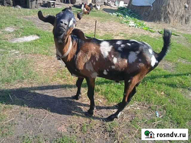 Нубийский коз?л вязка Рассказово - изображение 1