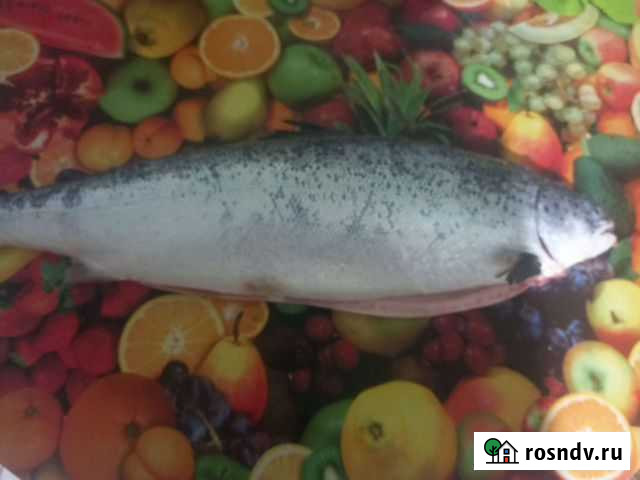 Сёмга охложденка Ивановская - изображение 1