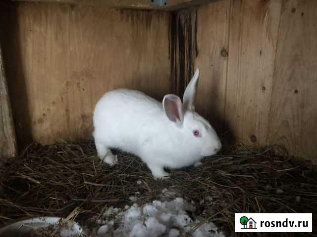 Продам кроликов Кемерово - изображение 1
