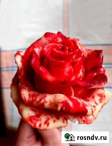 Шоколадные розы Геленджик - изображение 1