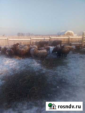 Овцы, бараны, ярки Юргамыш - изображение 1