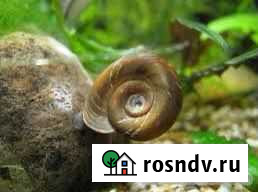Улитки аквариумные Кострома - изображение 1