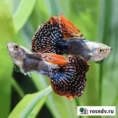 Рыбки гуппи Суровикино