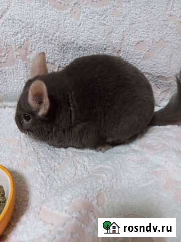 Шиншилла Ульяновск - изображение 1