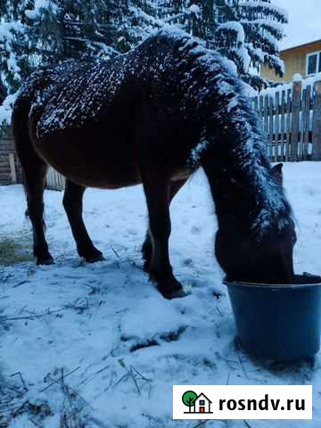 Кобыла Инзер - изображение 1
