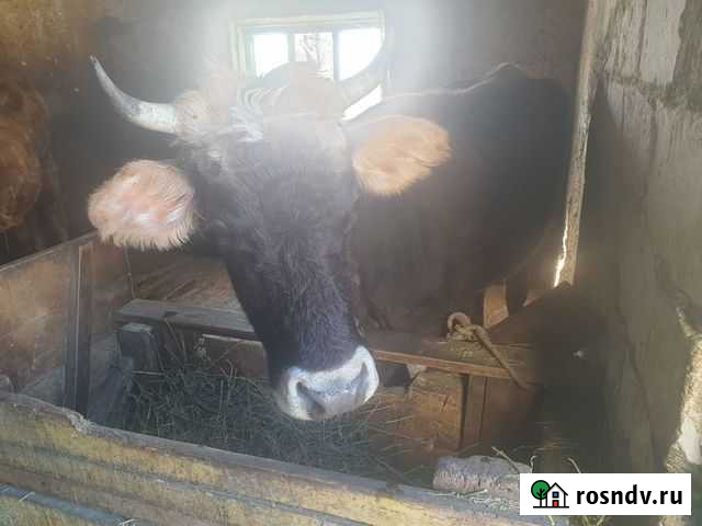 Корова стельная Кумыш - изображение 1