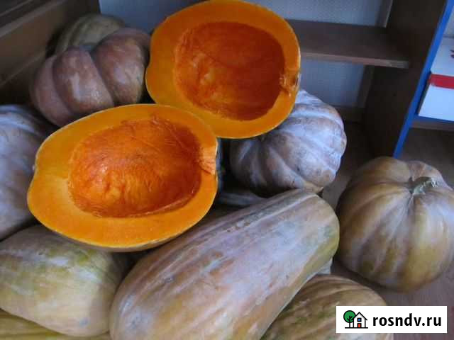 Тыква Самара - изображение 1