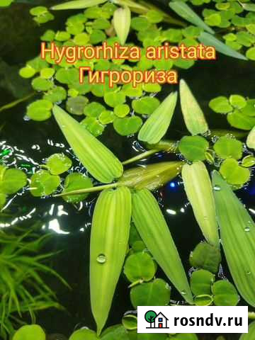 Аквариумные растения, Хелена Дмитров - изображение 1