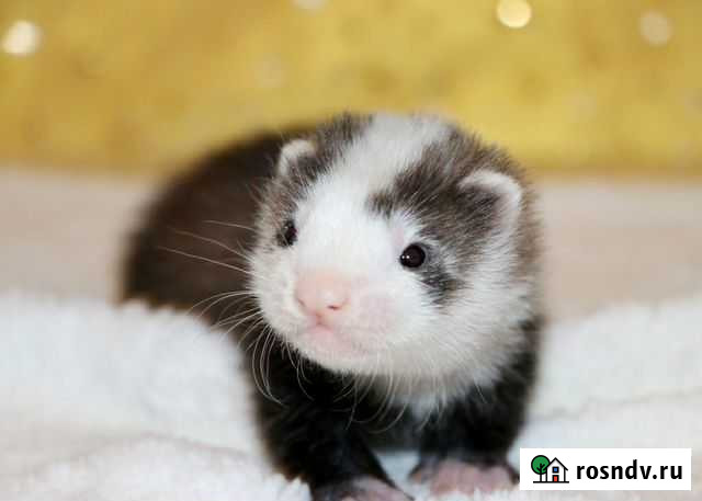 Экзотики полуангорки и ангорки Нижний Новгород - изображение 1