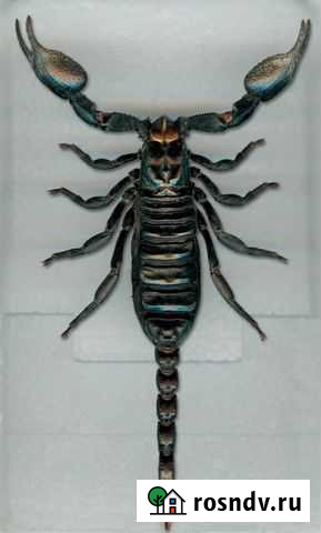 Скорпион Heterometrus laoticus Кострома - изображение 1