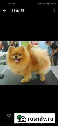 Грумер. Стрижка собак кошек Керчь - изображение 1