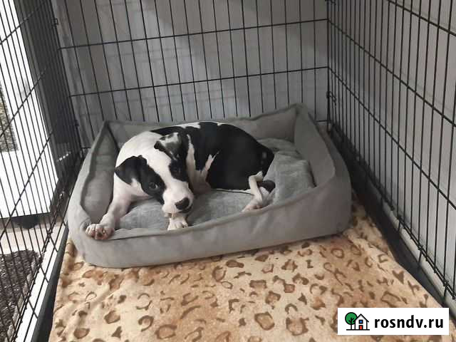 Клетка для собак 6 Энгельс - изображение 1