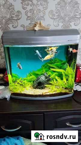 Аквариум панорамный без углов Краснодар - изображение 1