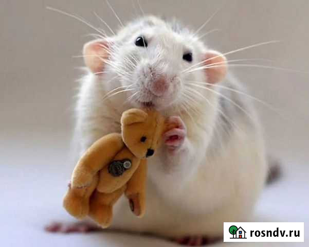 Передержка Иркутск - изображение 1