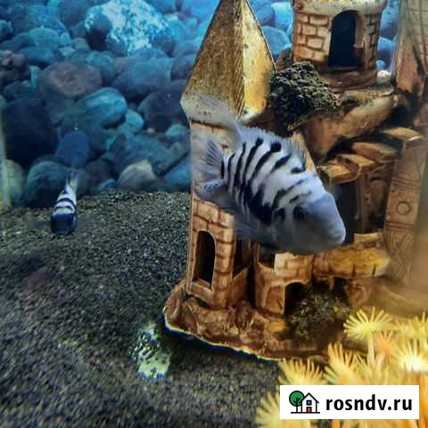 Чернополосая цихлида Гайдук - изображение 1