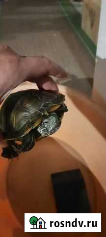 Черепаха Дзержинск - изображение 1