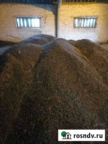 Семечки подсолнуха Колышлей - изображение 1