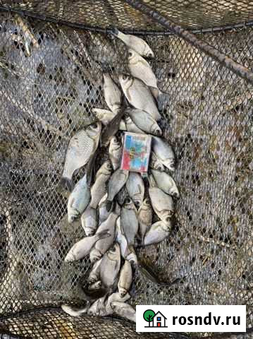 Живец карася Шемышейка - изображение 1