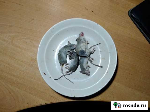 Кормовые мыши(замороженные) Таганрог - изображение 1