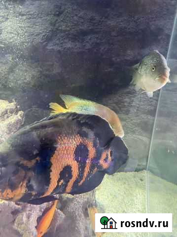 Рыба Ростов-на-Дону - изображение 1