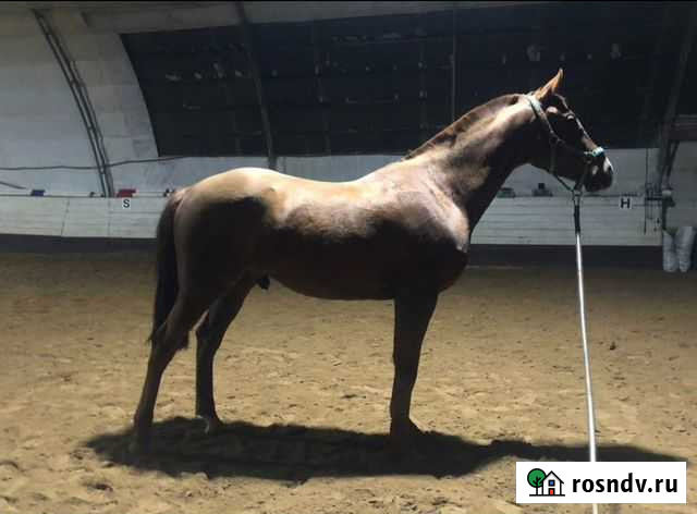 Лошадь Санкт-Петербург - изображение 1